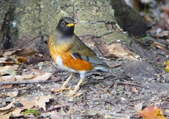 P1890173：オオアカハラ_R