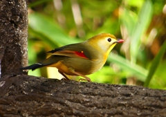 P1550685：ソウシチョウ_R