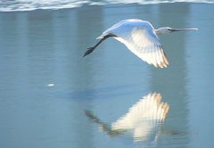 P4470147：ヘラサギ_R