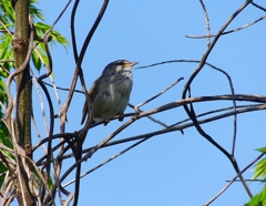 P4080865：ウグイス_R