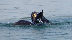 P1110826：カワウのバトル_R