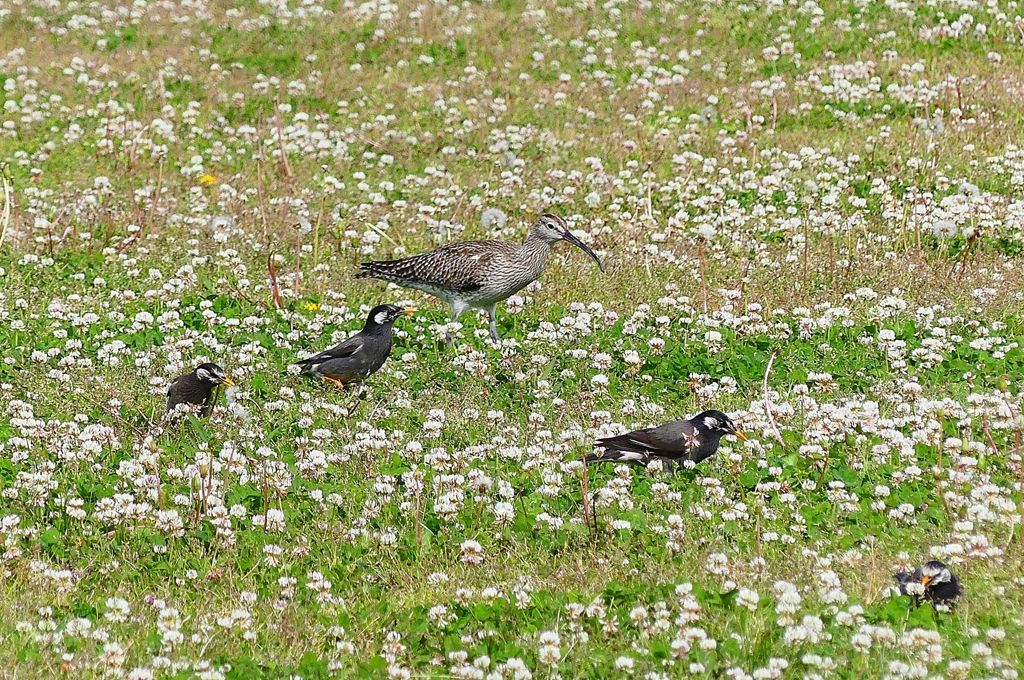 P4090427：チュウシャクシギ、ムクドリ_R
