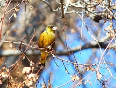 P3740530：カワラヒワ_R
