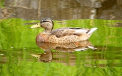 P1120007：マガモ_R