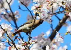 P3980463：桜にキレンジャク_R