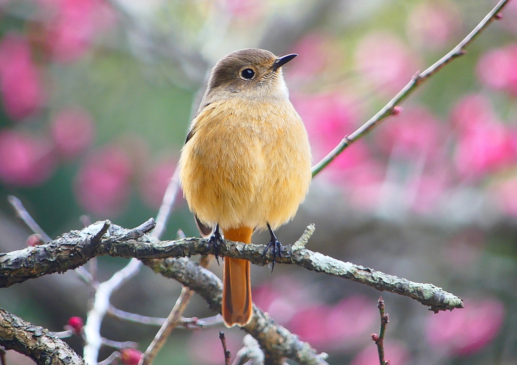 P1780155：ジョウビタキ（メス）_R