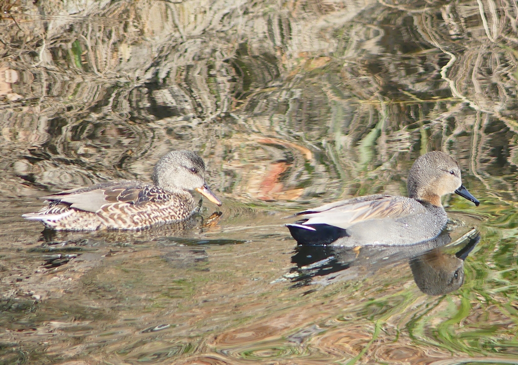 P1570283：オカヨシガモ_R