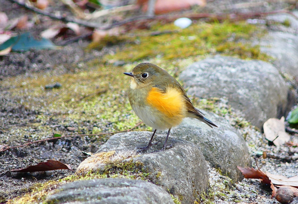 P3760113：ルリビタキ（メスタイプ）_R