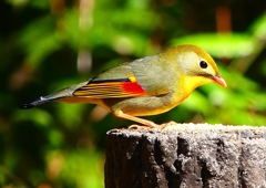 P1870865：ソウシチョウ_R