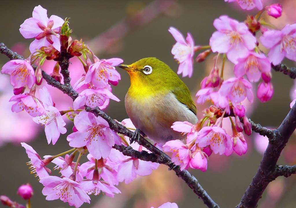 P1870198：河津桜にメジロ_R