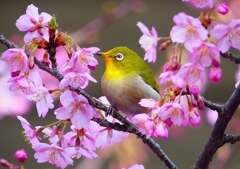 P1870198：河津桜にメジロ_R