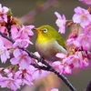P1870198：河津桜にメジロ_R