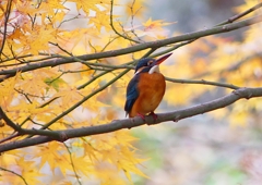 P1490445：カワセミ（メス）_R