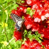 P4030275：ツツジにナミアゲハ_R