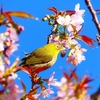 P4530791：メジロ_R