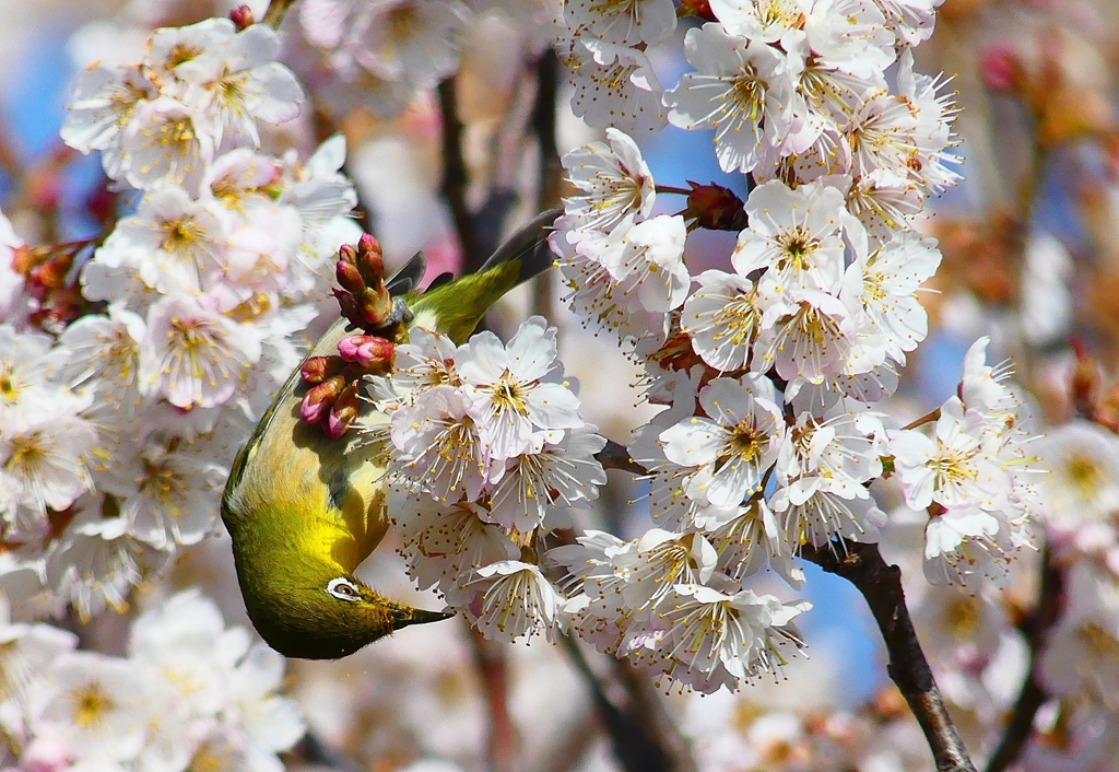 P4840547：桜にメジロ_R