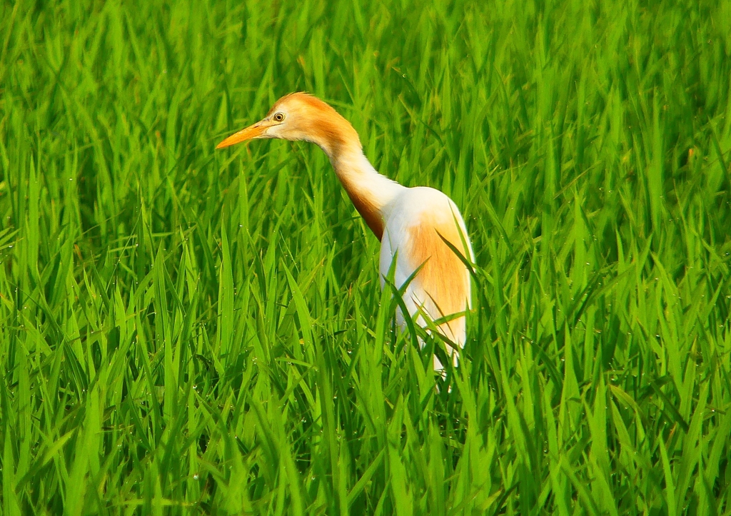 P1050707：アマサギ_R