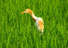 P1050707：アマサギ_R