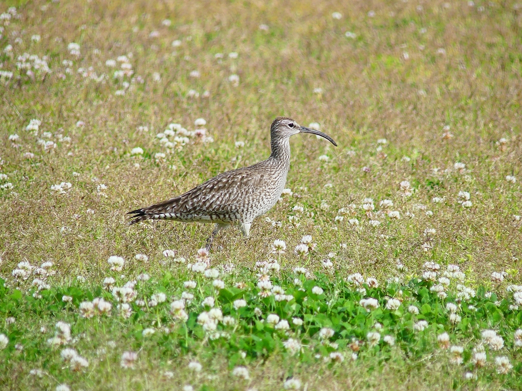 P4090360：チュウシャクシギ_R