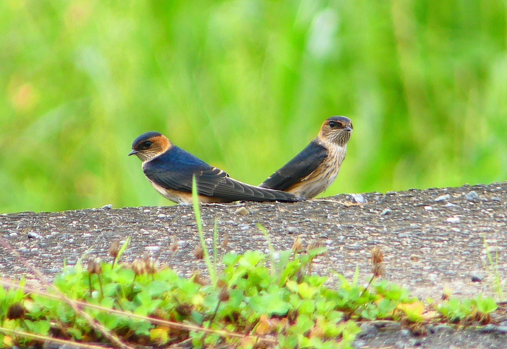 P1030547：コシアカツバメ（幼鳥）_R