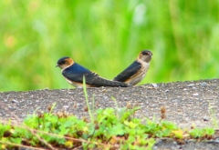 P1030547：コシアカツバメ（幼鳥）_R
