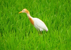 P1050910：アマサギ_R