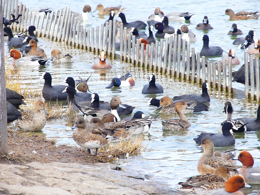 P3880667：水鳥だらけ_R