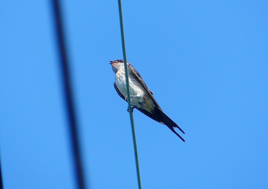 P1180577：コシアカツバメ_R
