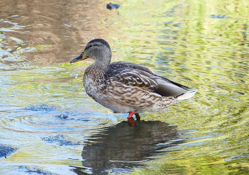 P1220171：マガモ_R