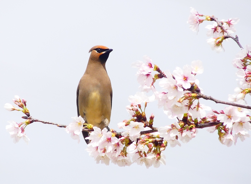 P3960045：桜にヒレンジャク_R