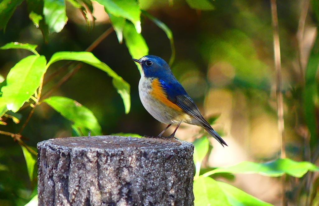 P3660804：ルリビタキ（オス）_R