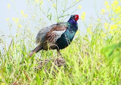 P1990790：キジ（オス）_R