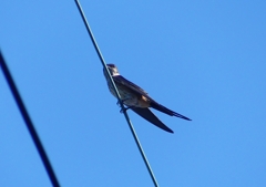 P1180506：コシアカツバメ_R