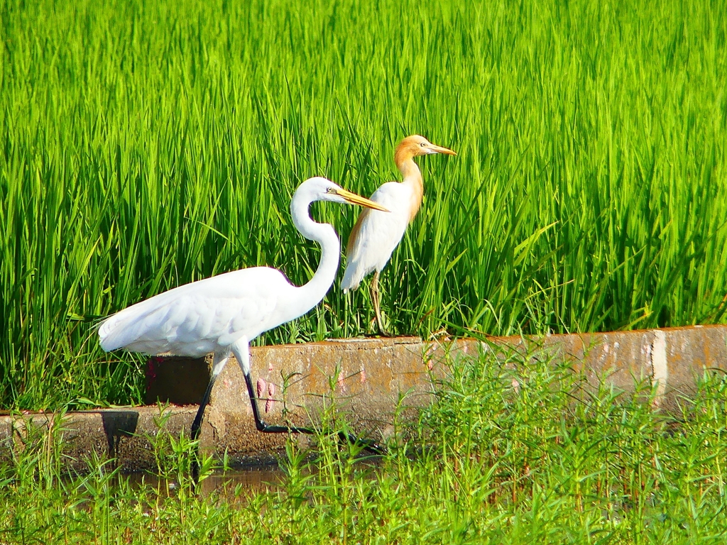 P1130175：アマサギ、ダイサギ_R