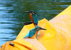 P4480516：カワセミ（オス）_R