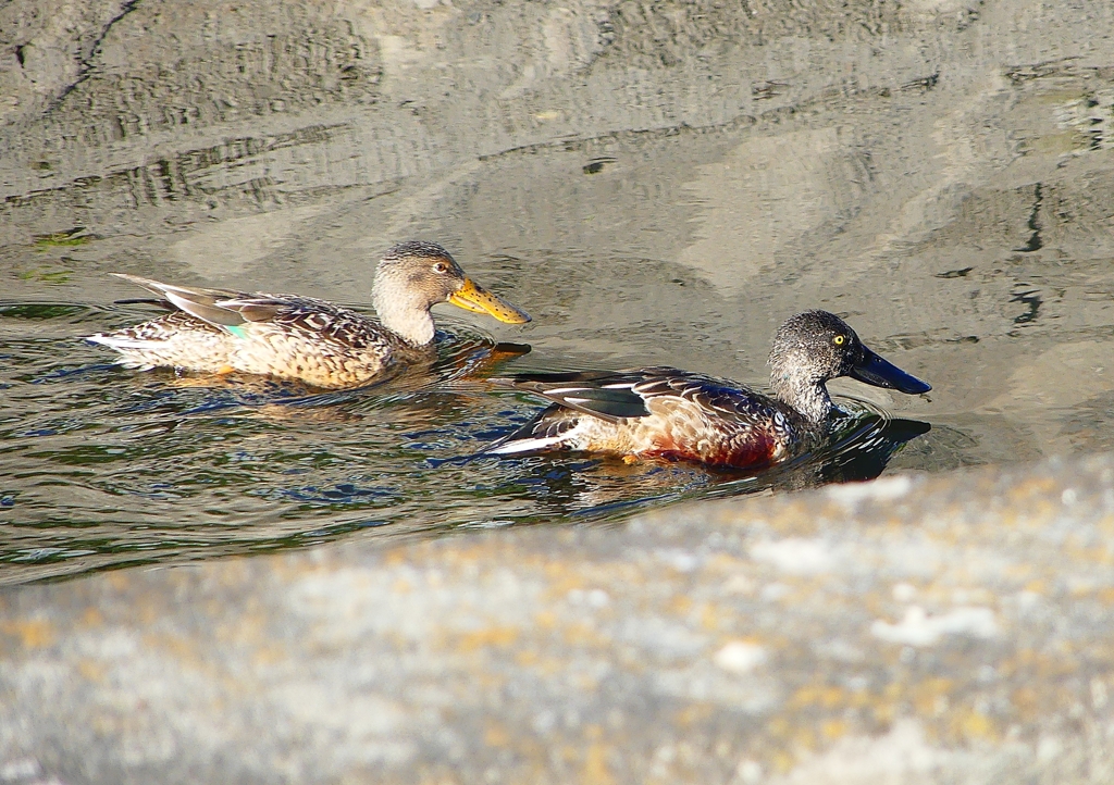 P1630497：ハシビロガモ_R