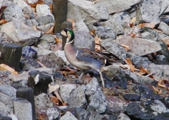 P1600393：トモエガモ、マガモ_R