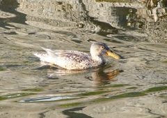 P1630569：ハシビロガモ_R