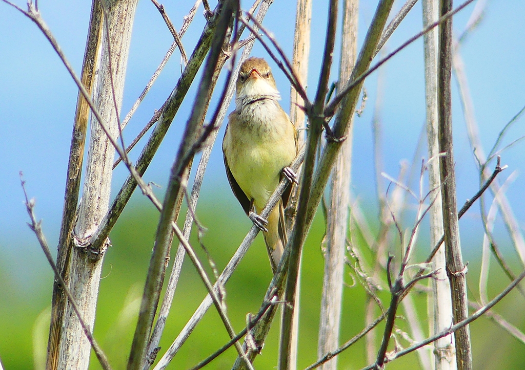 P2000504：オオヨシキリ_R