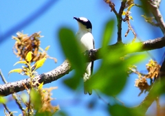 P1960056：サンショウクイ_R