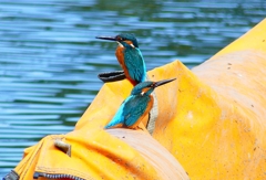 P4480446：カワセミ（オス）_R