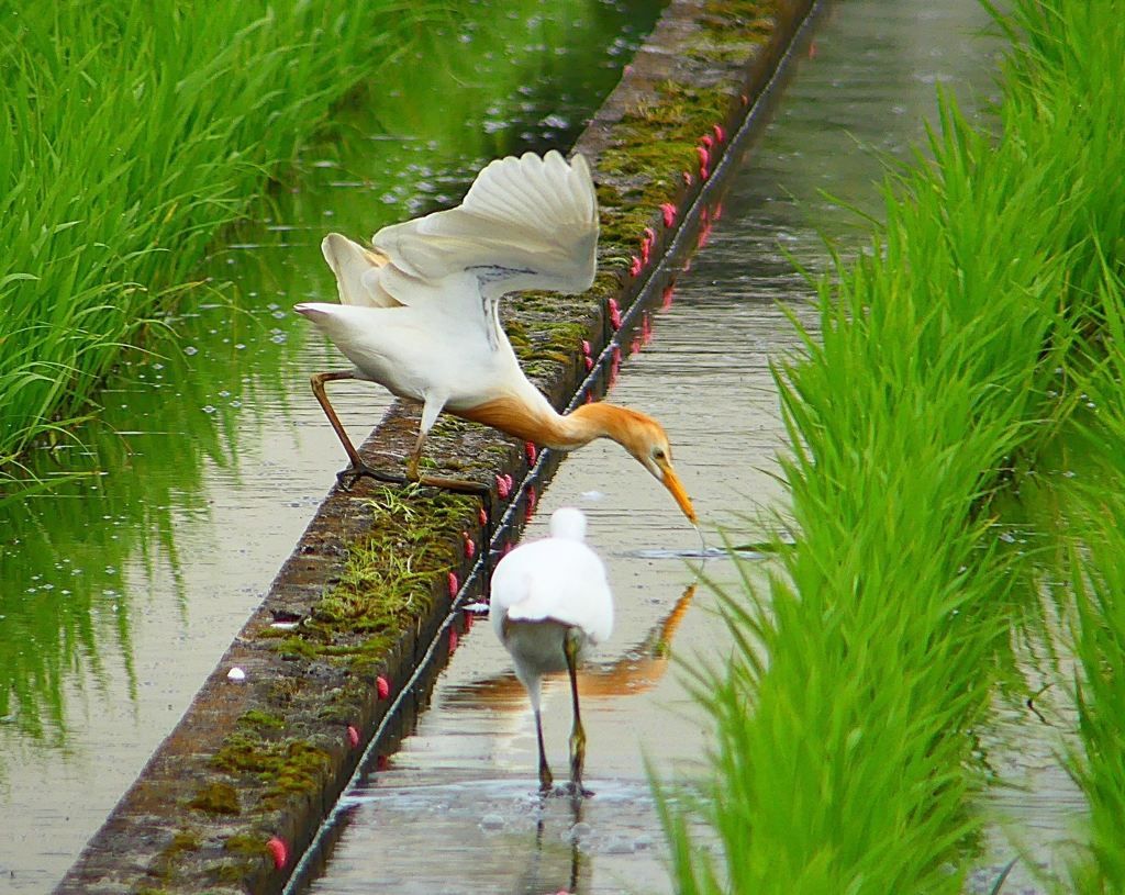 P1060275：アマサギ_R