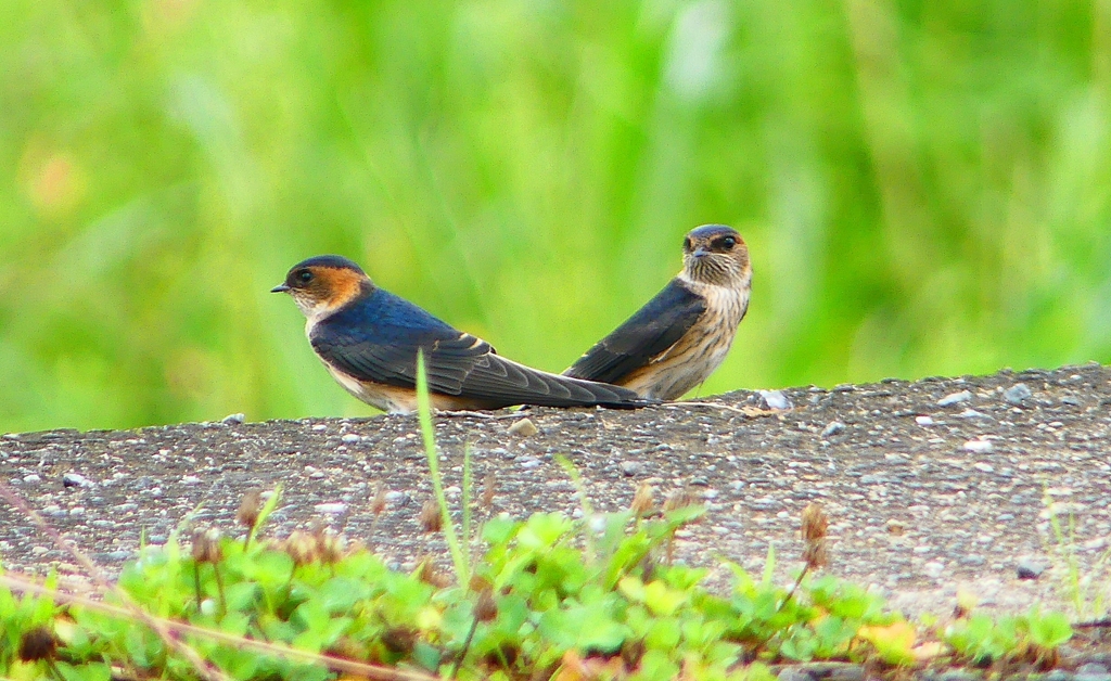 P1030550：コシアカツバメ（幼鳥）_R