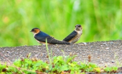 P1030550：コシアカツバメ（幼鳥）_R