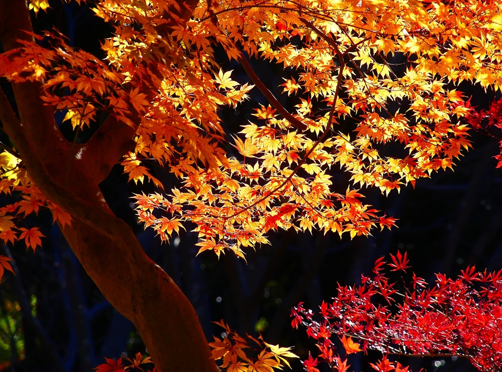 P4530853：紅葉_R