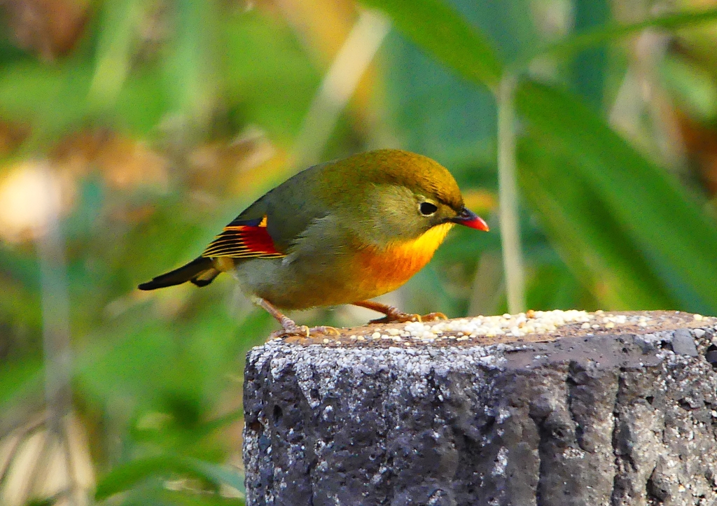 P1520422：ソウシチョウ_R