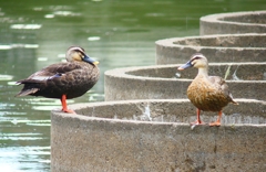 P4230607：カルガモ_R