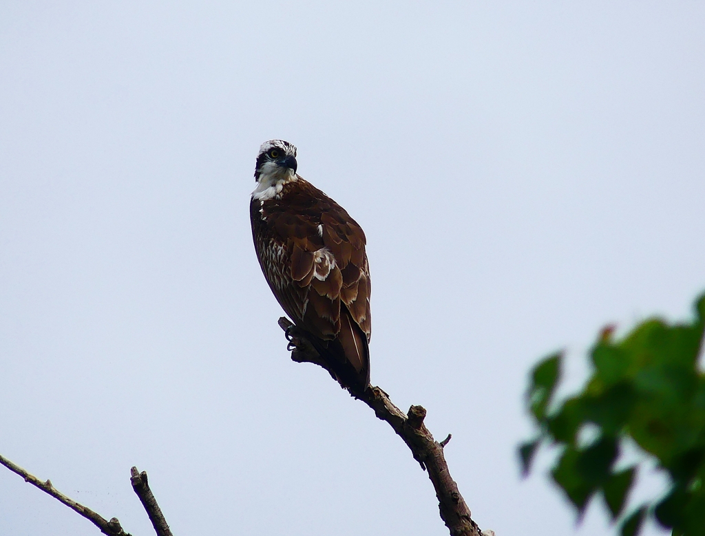 P4350358：ミサゴ_R