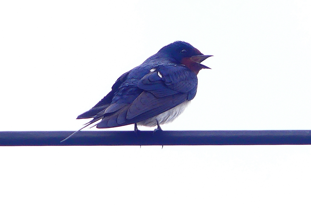 P1900085：ツバメ13_R