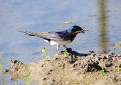 P4160176：巣材を運ぶツバメ_R